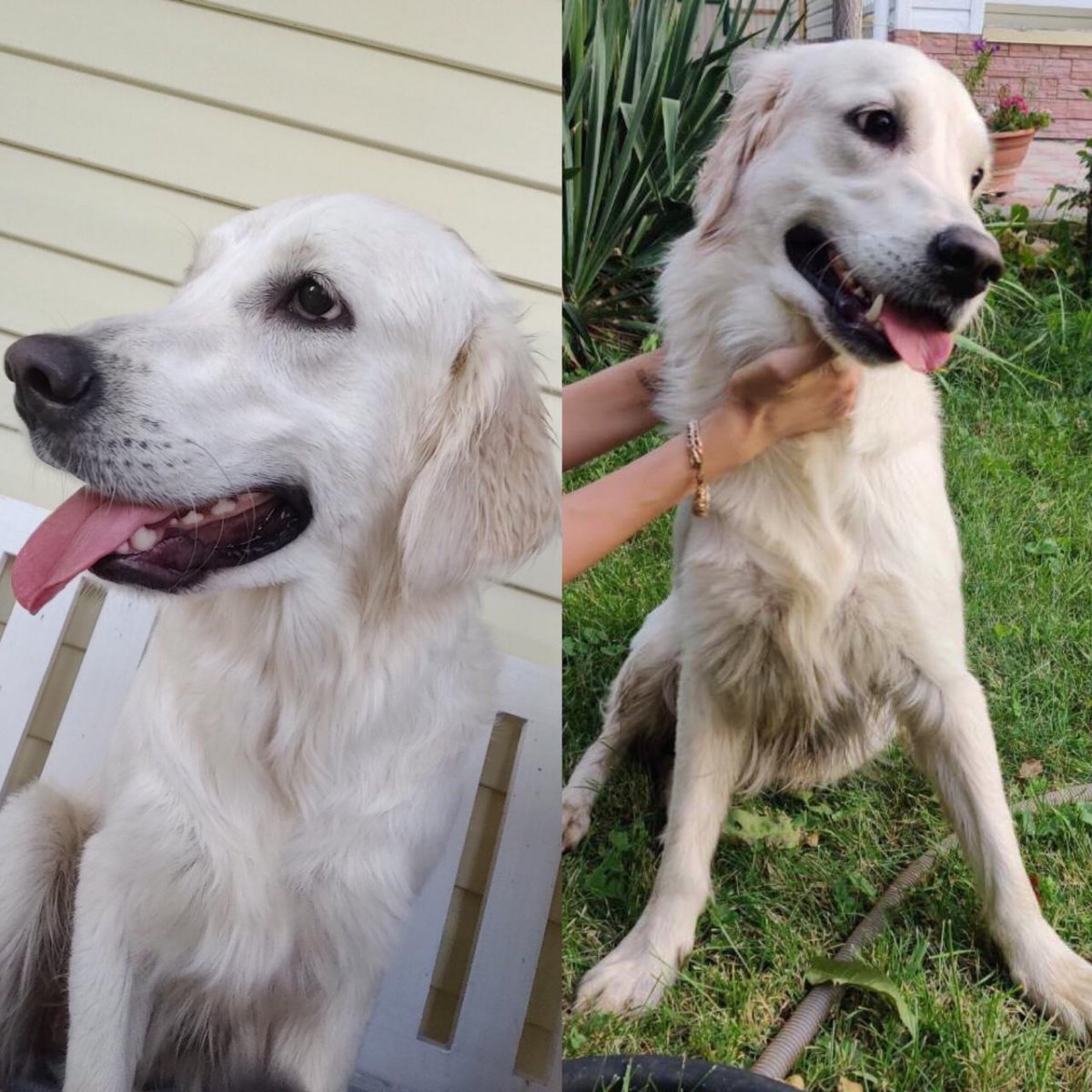 Алабай собака помесь