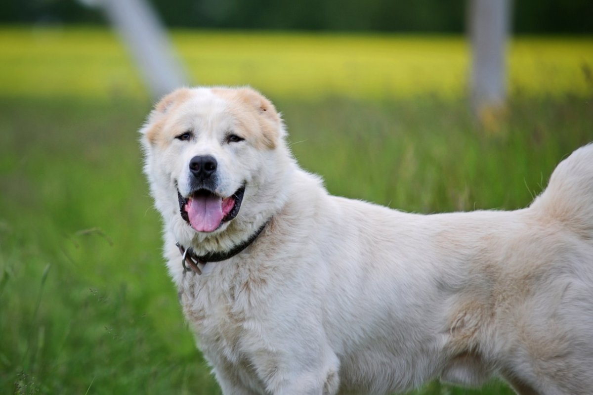 Молодой алабай