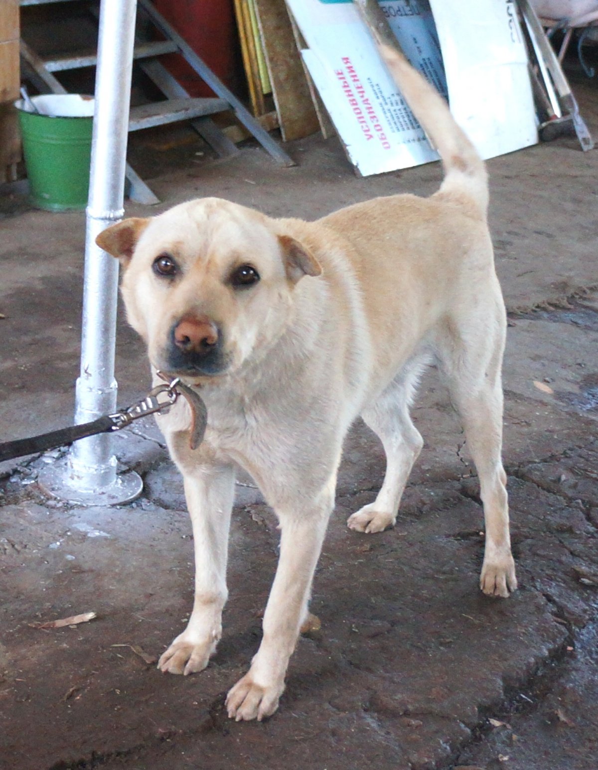 Ретривер золотистый потеряшка в Челябинске
