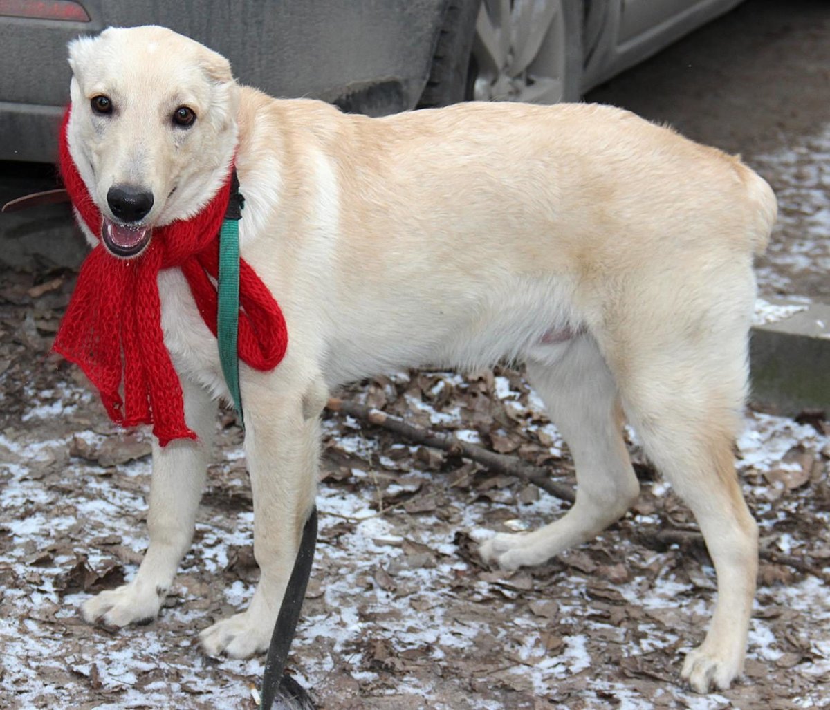 Метис лабрадор борзая