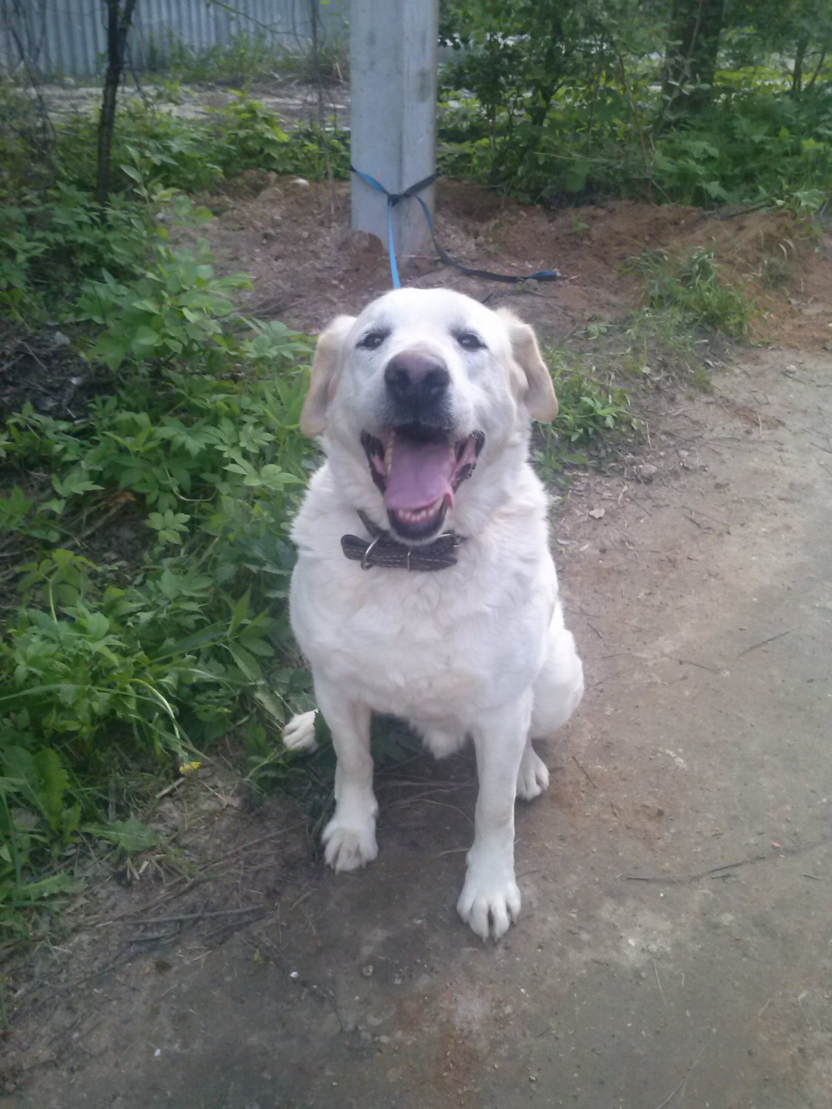 Метис алабая и лабрадора