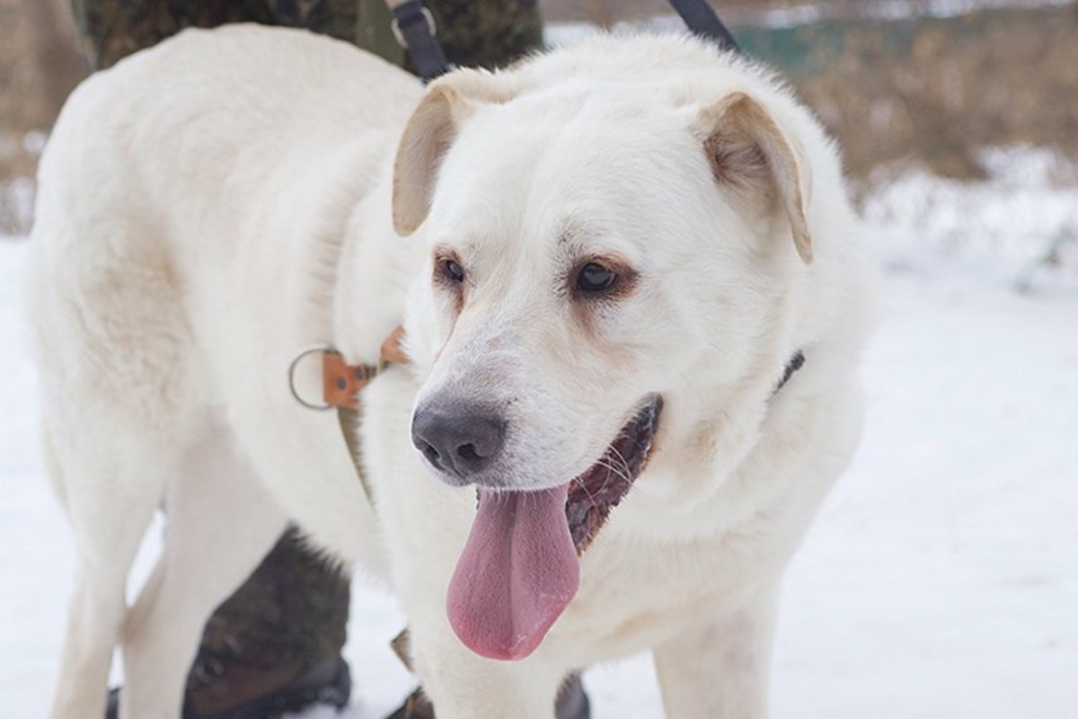 Алабая в добрые руки