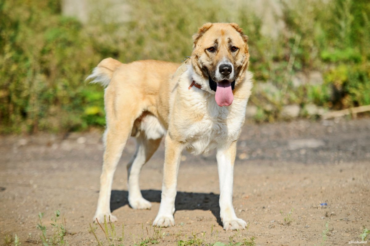 Метис алабая