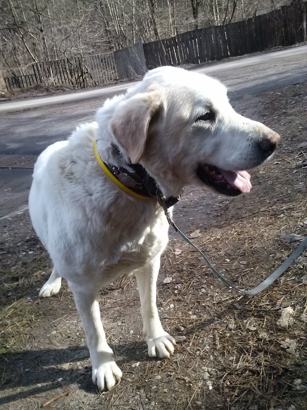 Метис алабая и лабрадора