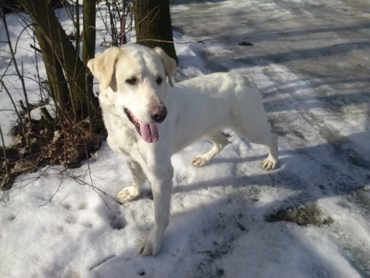 Метис алабая и лабрадора