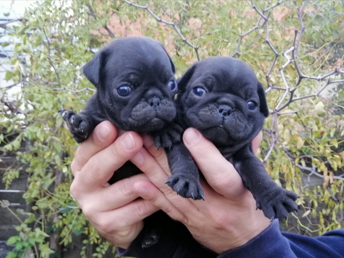 Карликовый Мопс черный