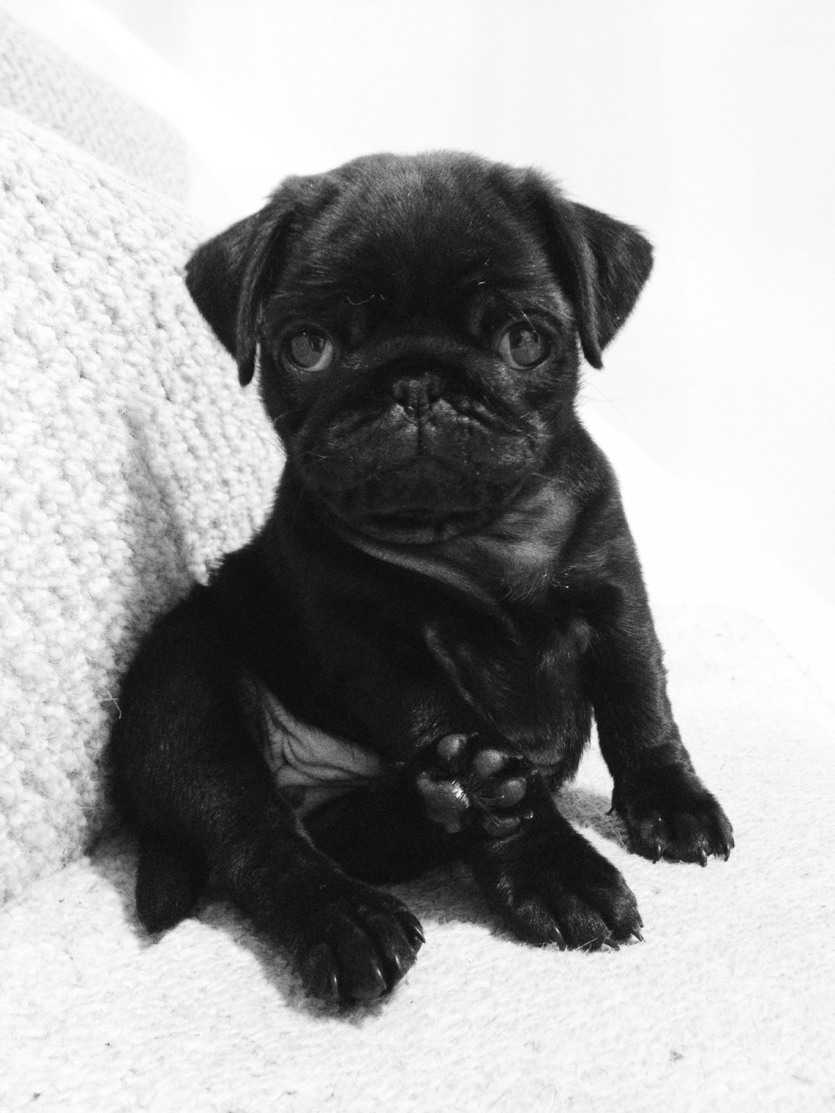 Гладкошерстные мопсы черные