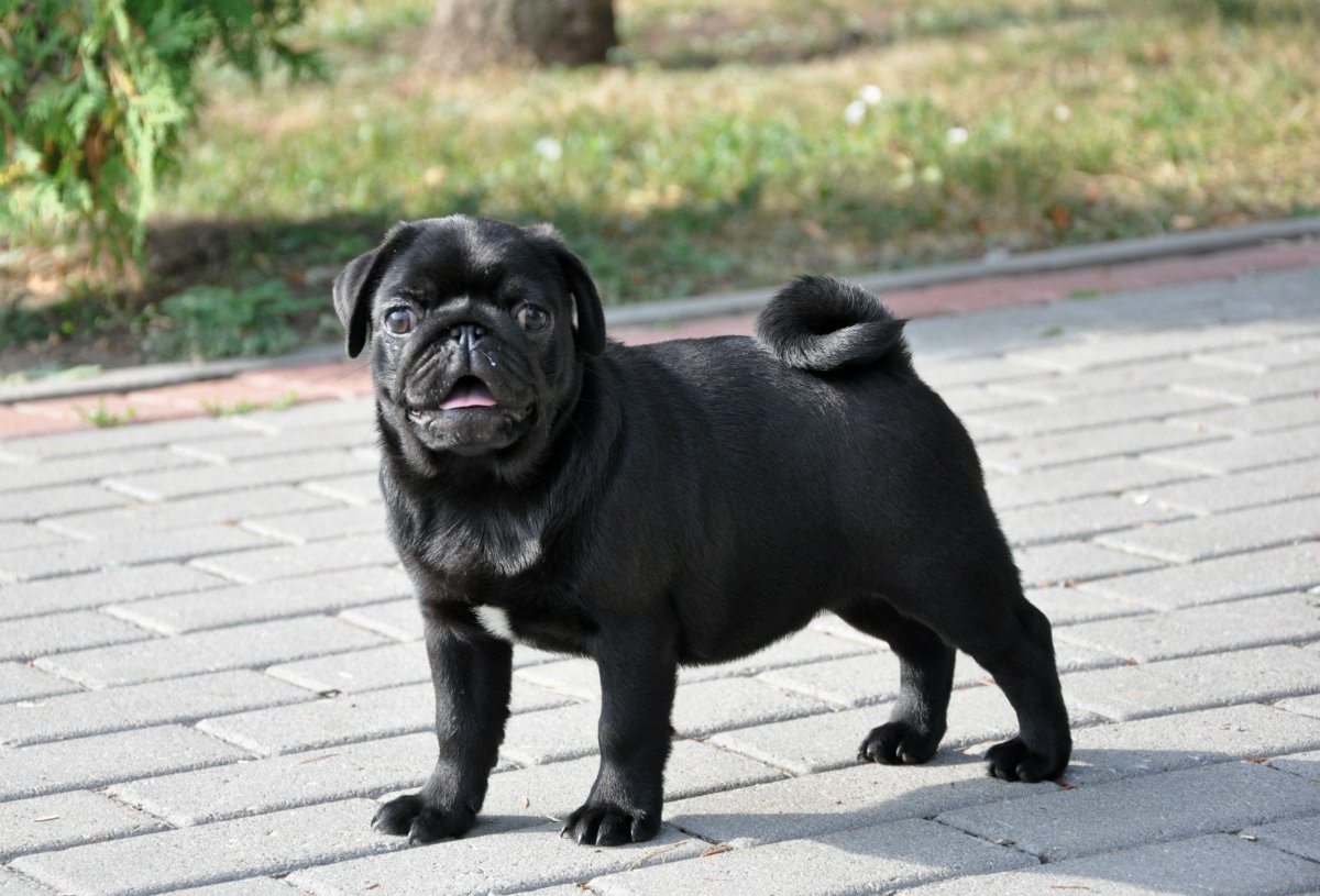 Мопс негр