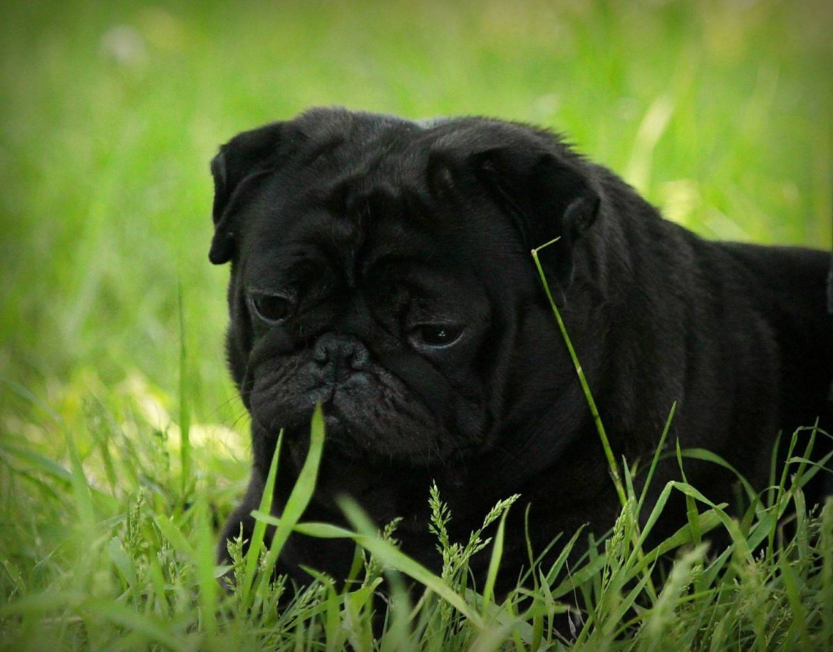 Королевский Мопс черный