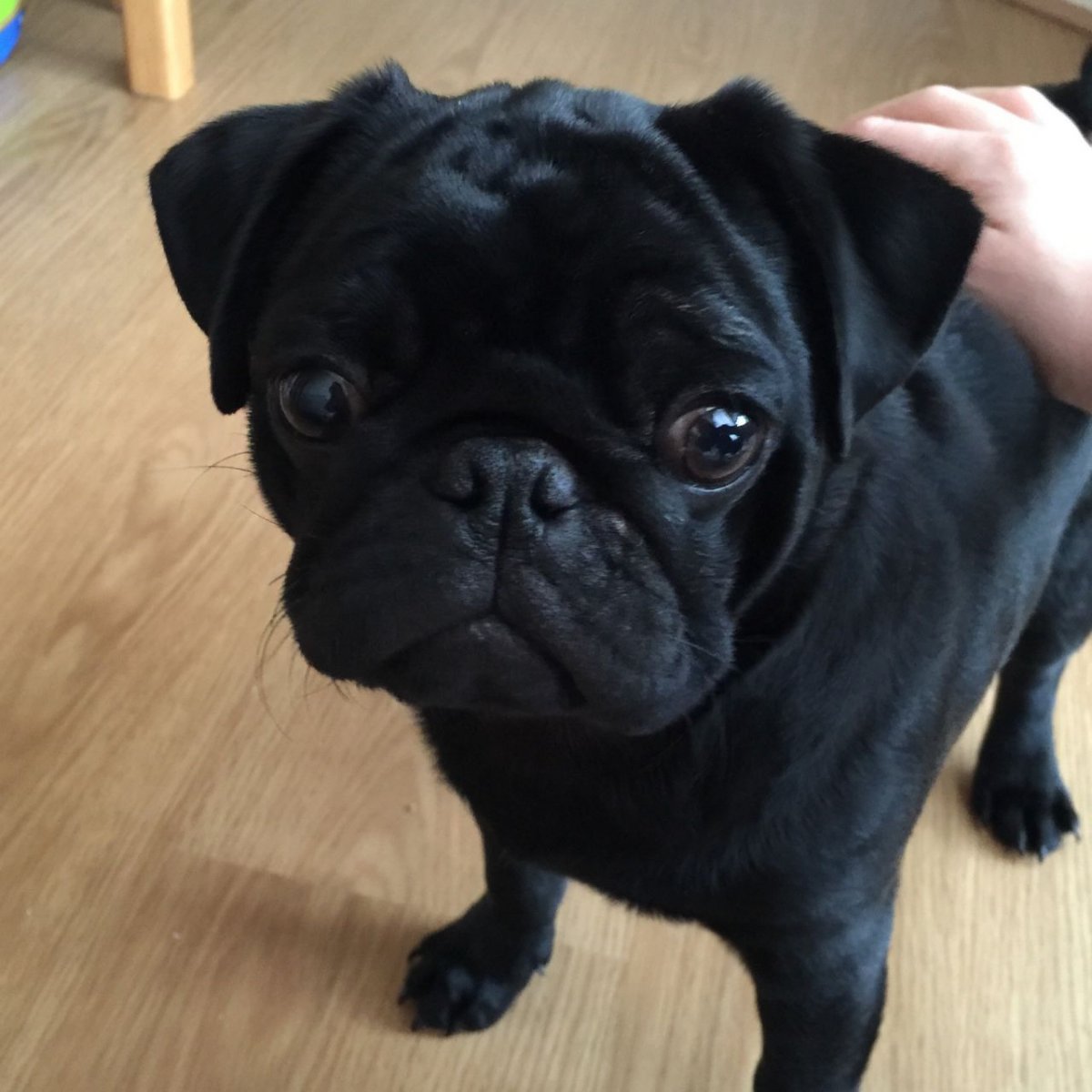 Карликовый Мопс черный