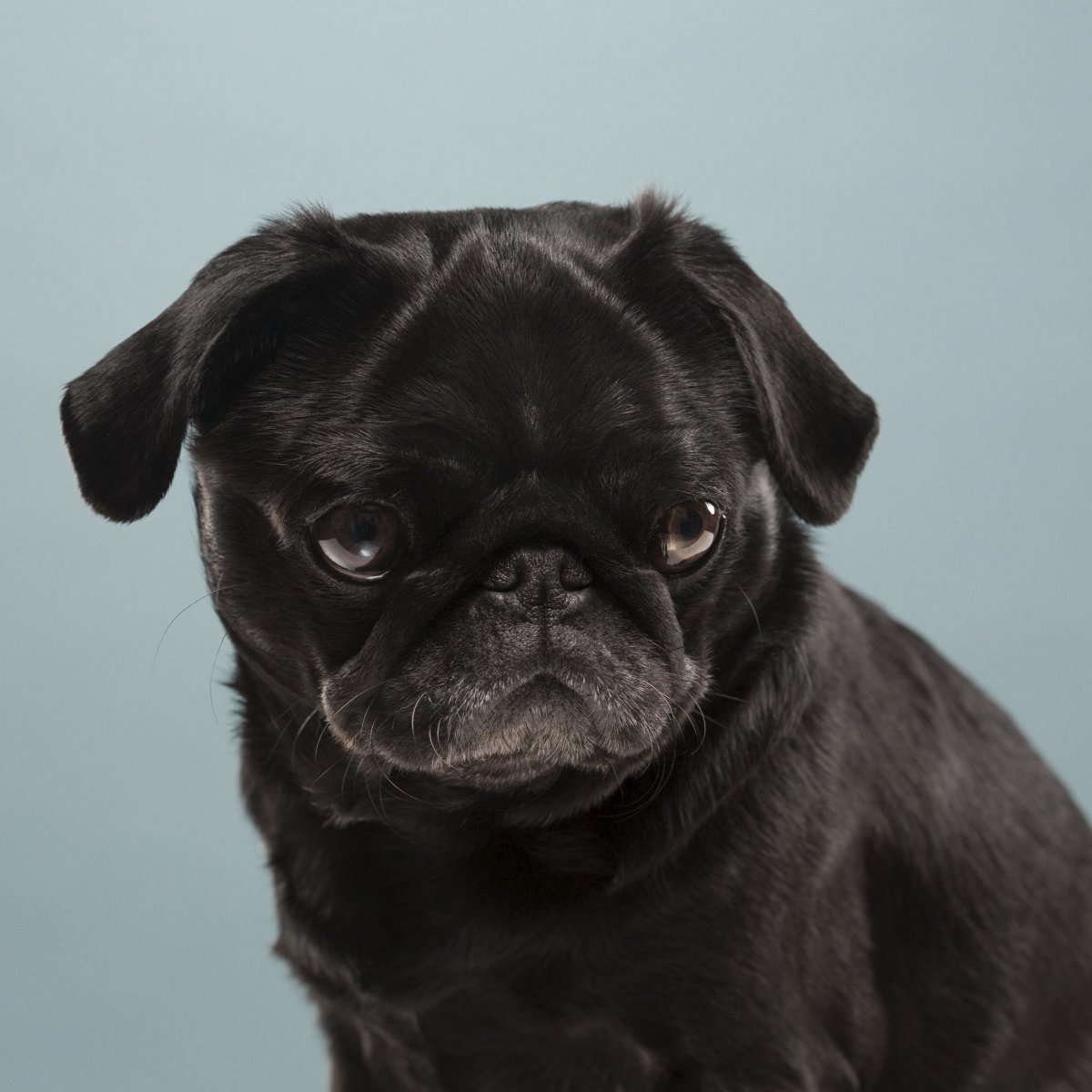 Старый черный Мопс