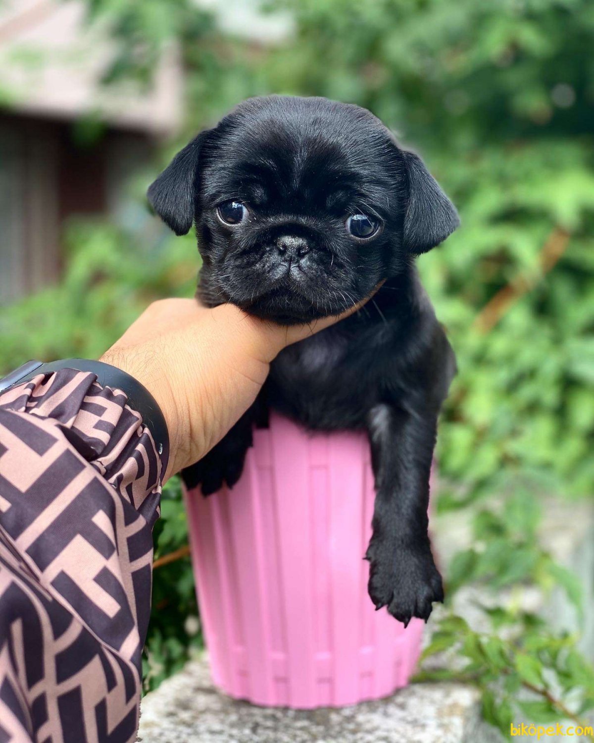 Порода собак похожая на МОПСА но не Мопс маленькая