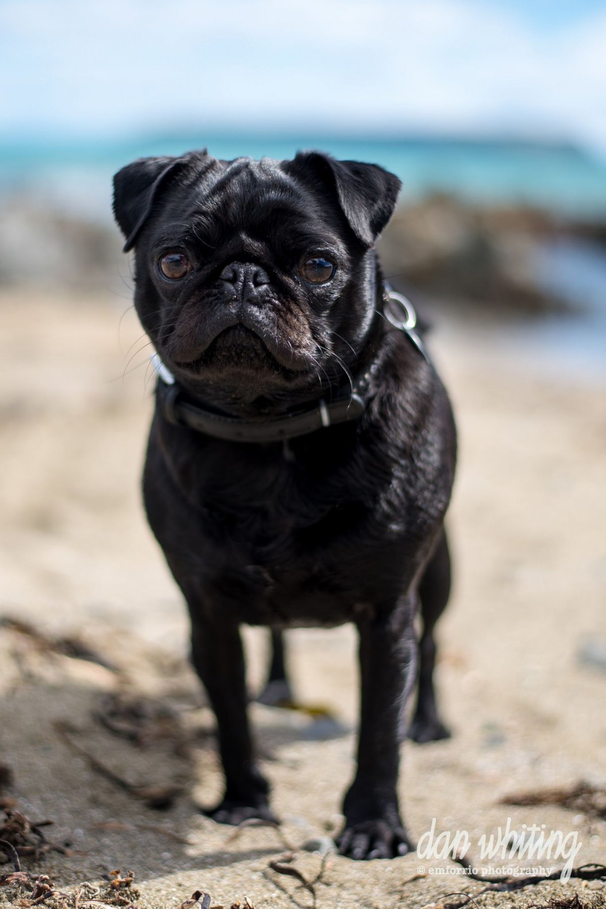 Карликовый Мопс черный