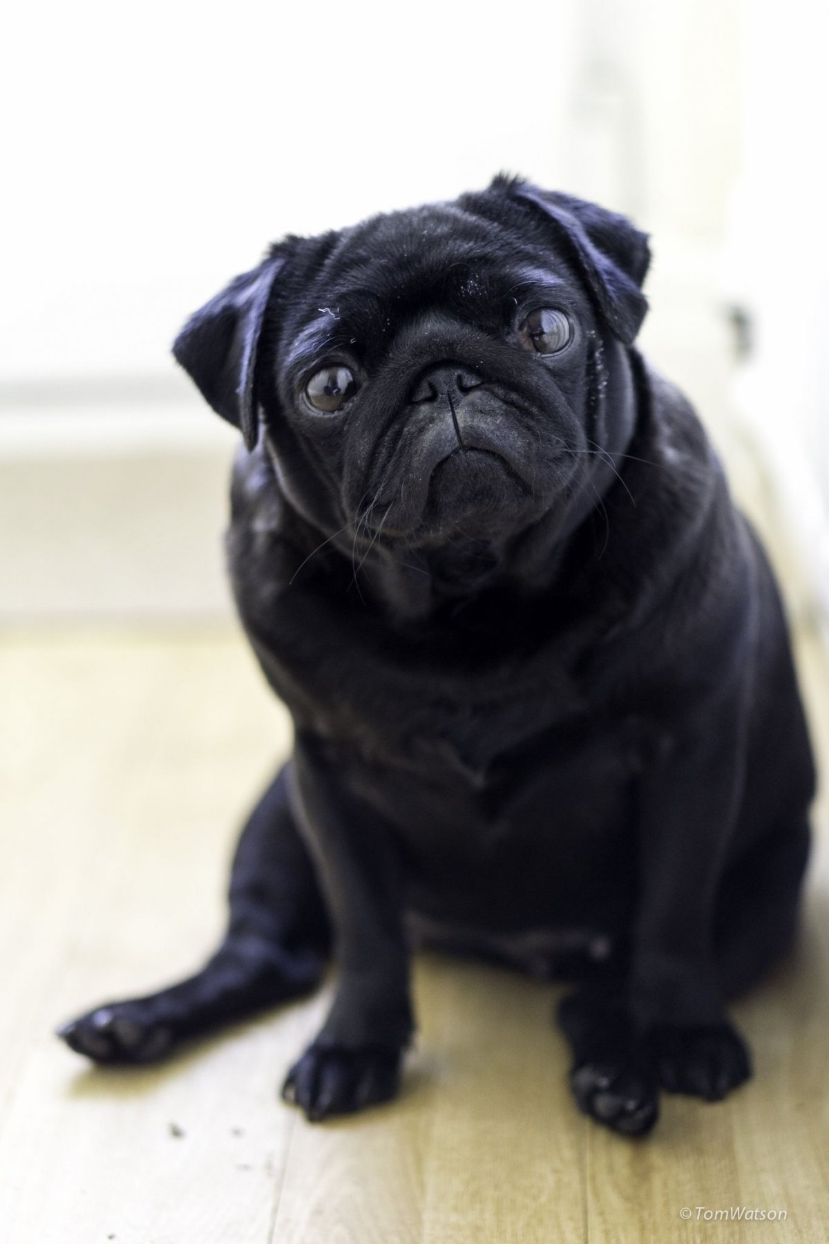 Карликовый Мопс щенки