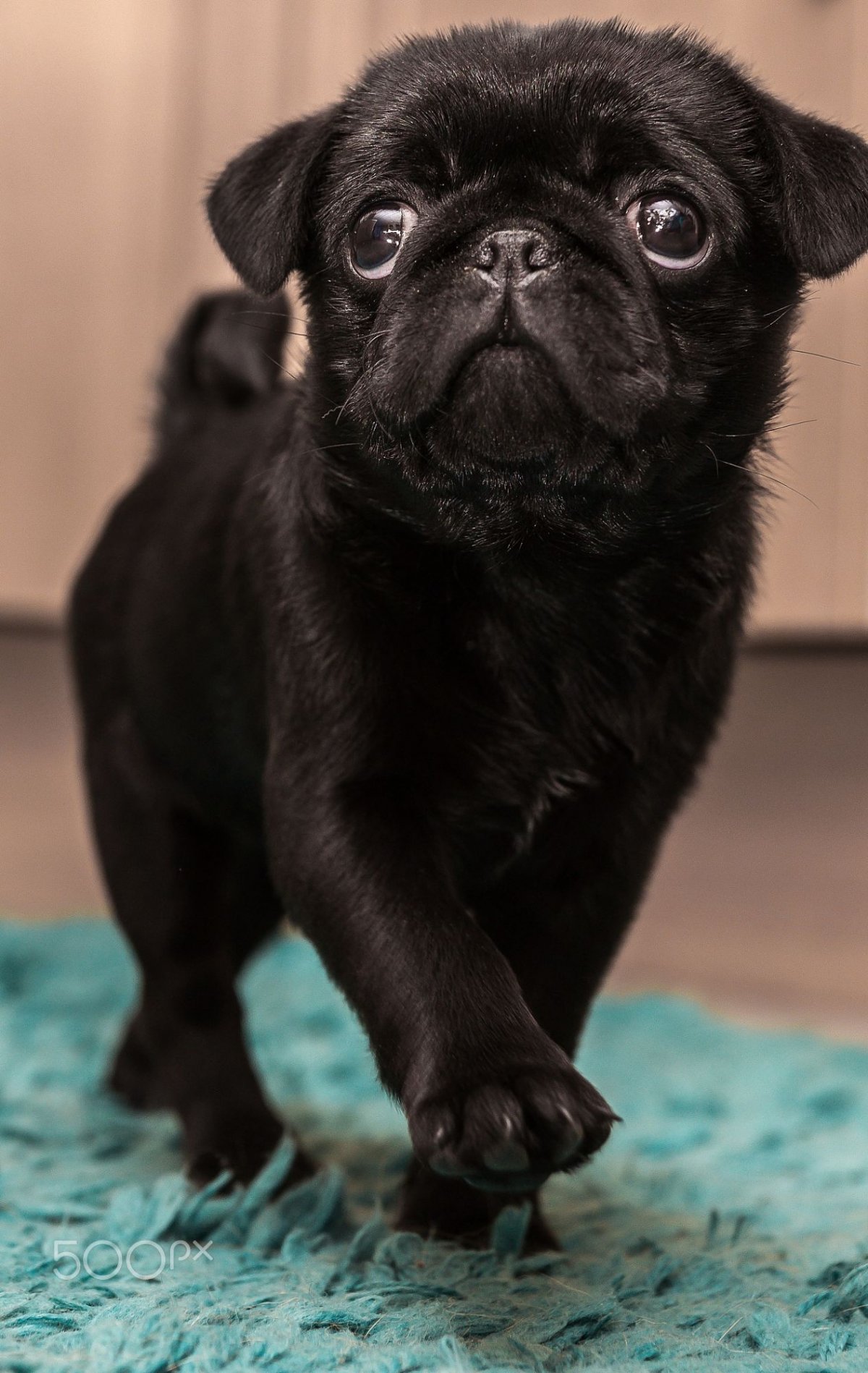 Мопс черный щенок