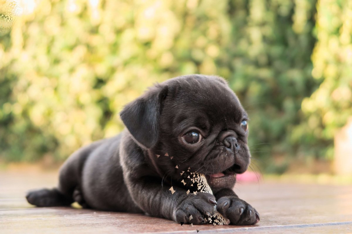 Мопс черный щенок