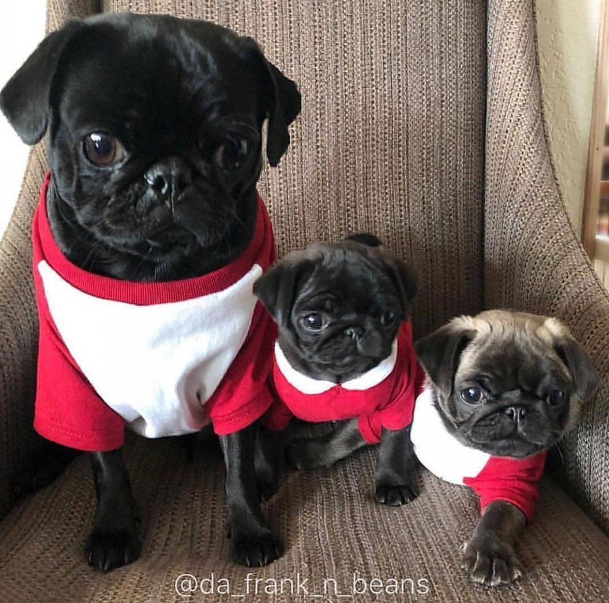 Карликовый Мопс