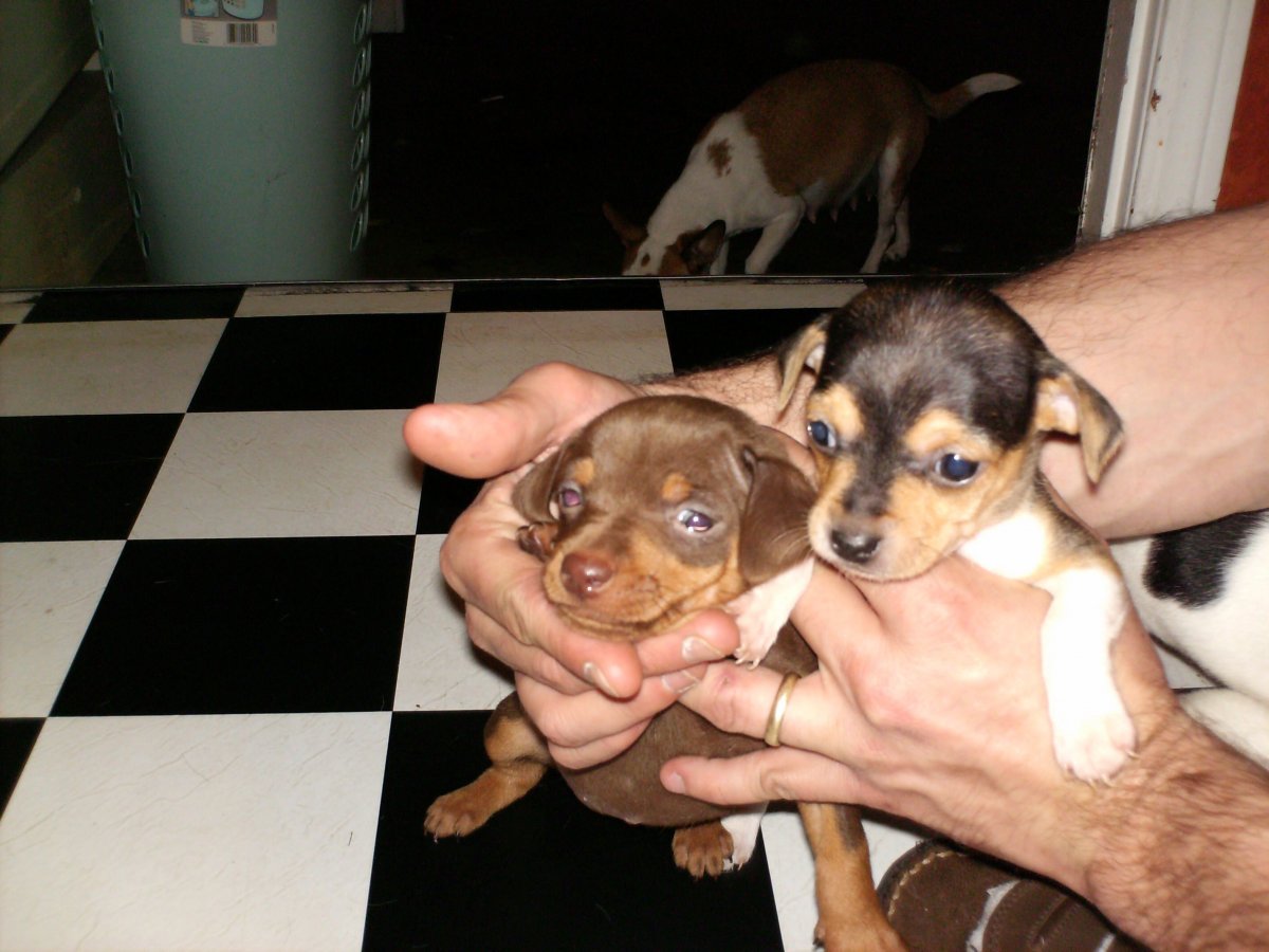 Цвергпинчер метис