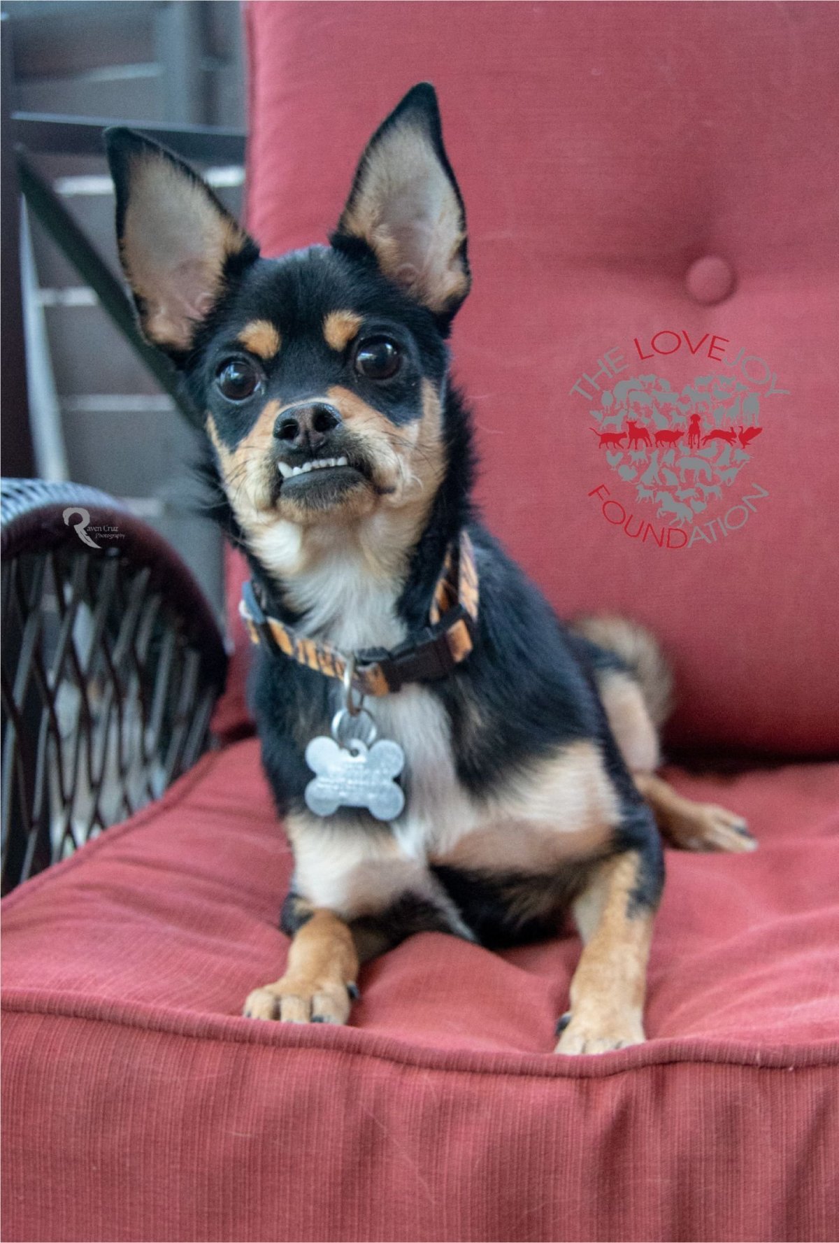 Пинчер и чихуахуа смесь