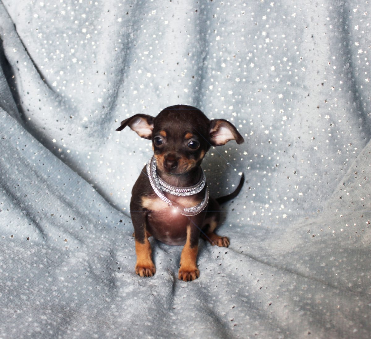 Метис чёрного пинчера