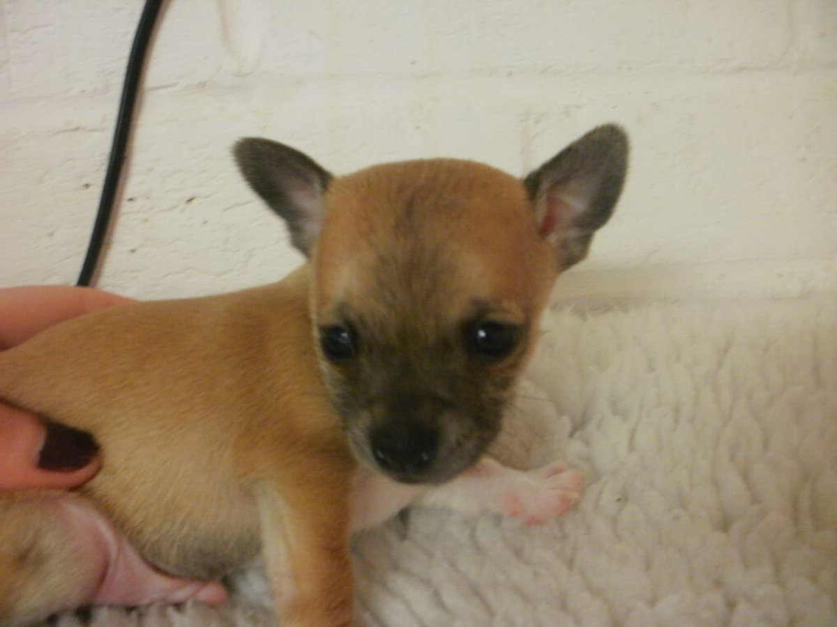 Смесь тоя и пинчера