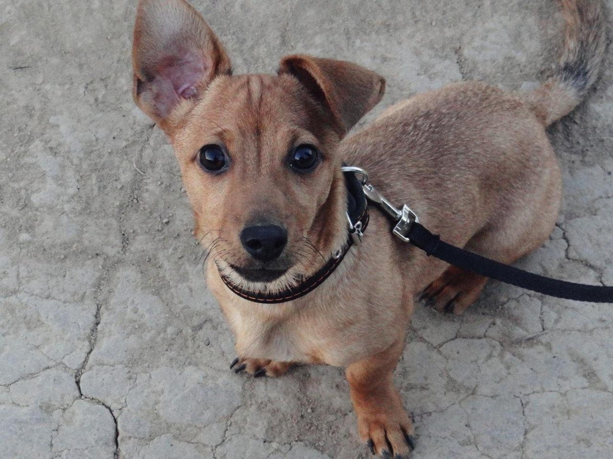 Ксолоитцкуинтли и чихуахуа метис