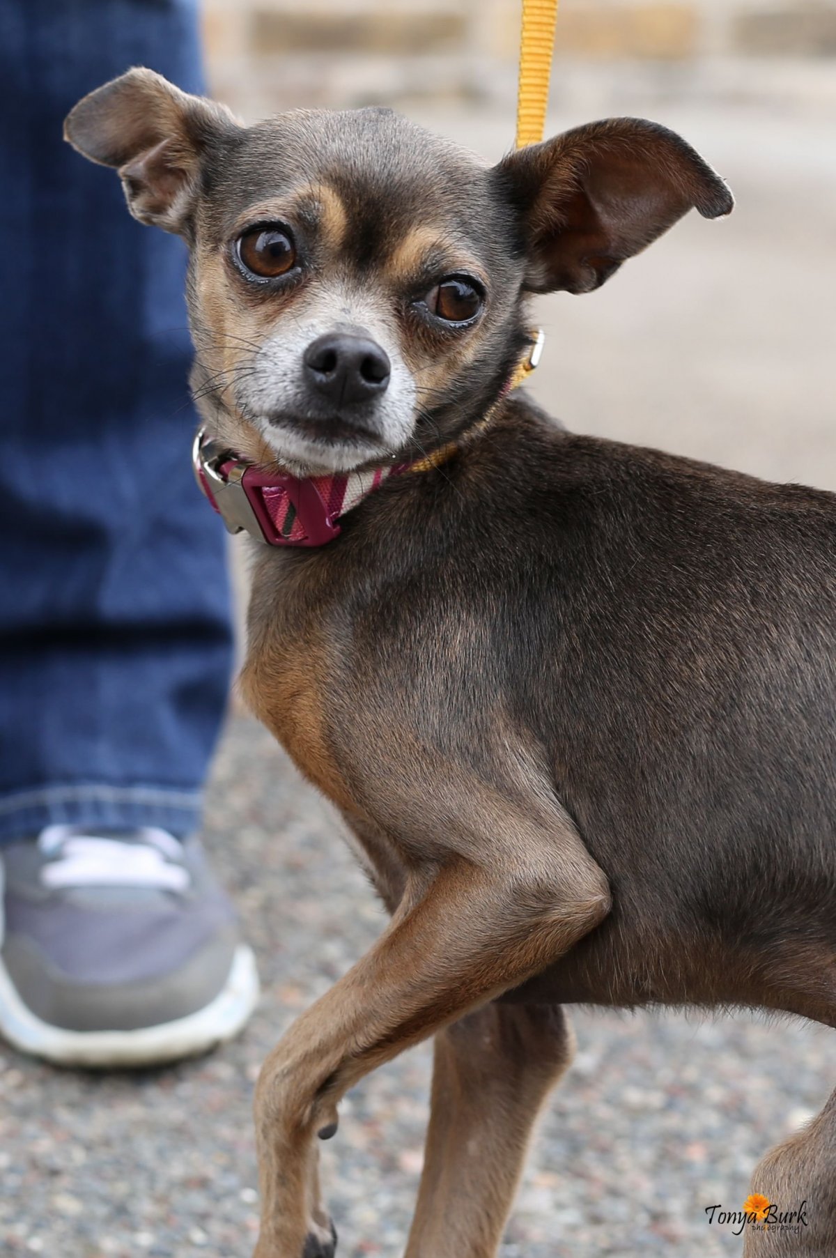 Метиз чихуахуа пинчера