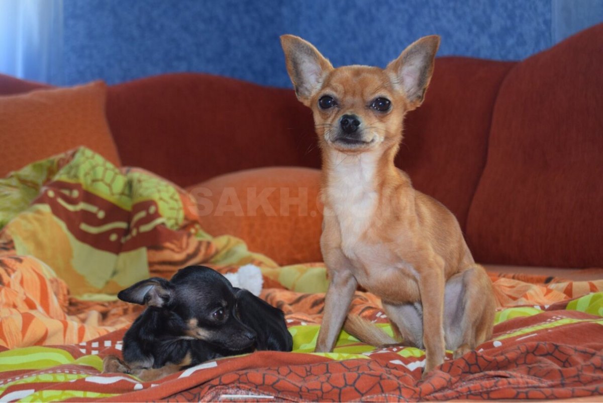 Помесь чихуахуа и пинчера