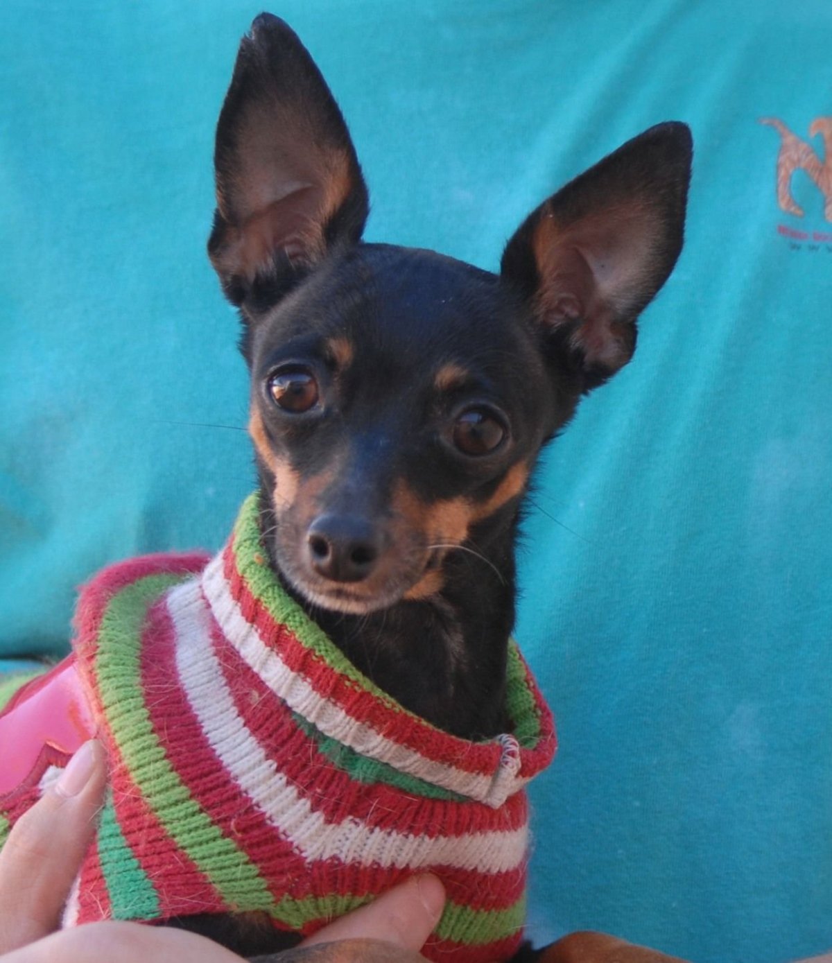 Карликовый пинчер и такса