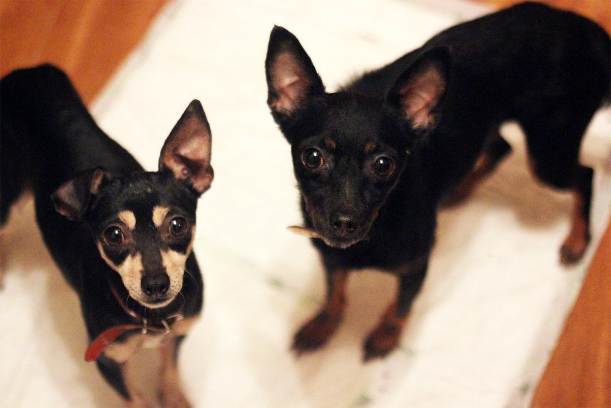 Чихуахуа Хуа метис