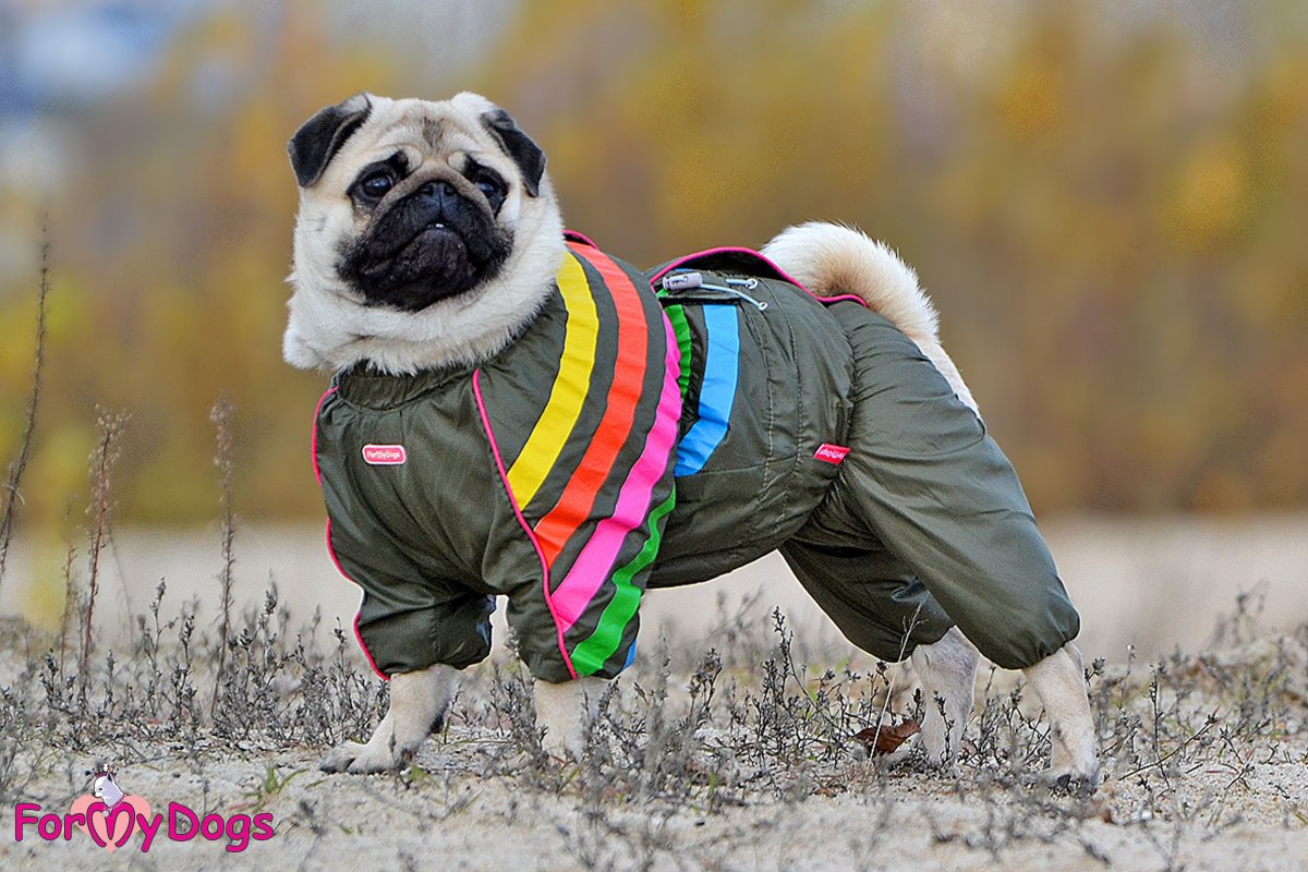 Мопс в парке