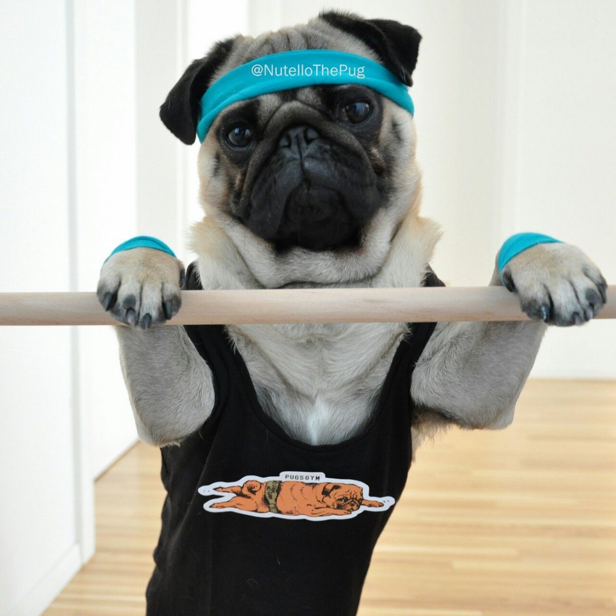 Новогодний Мопс