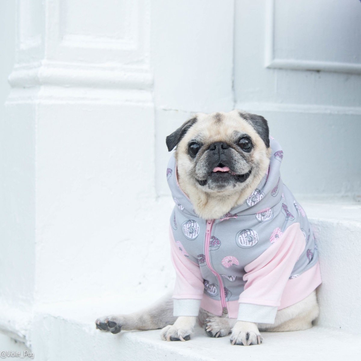 Мопс с вином в халате