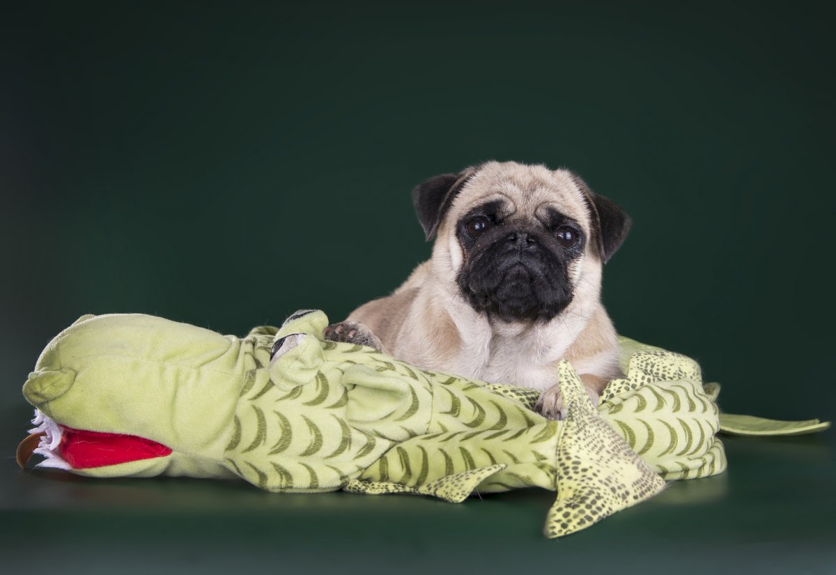 Мопс в фуражке