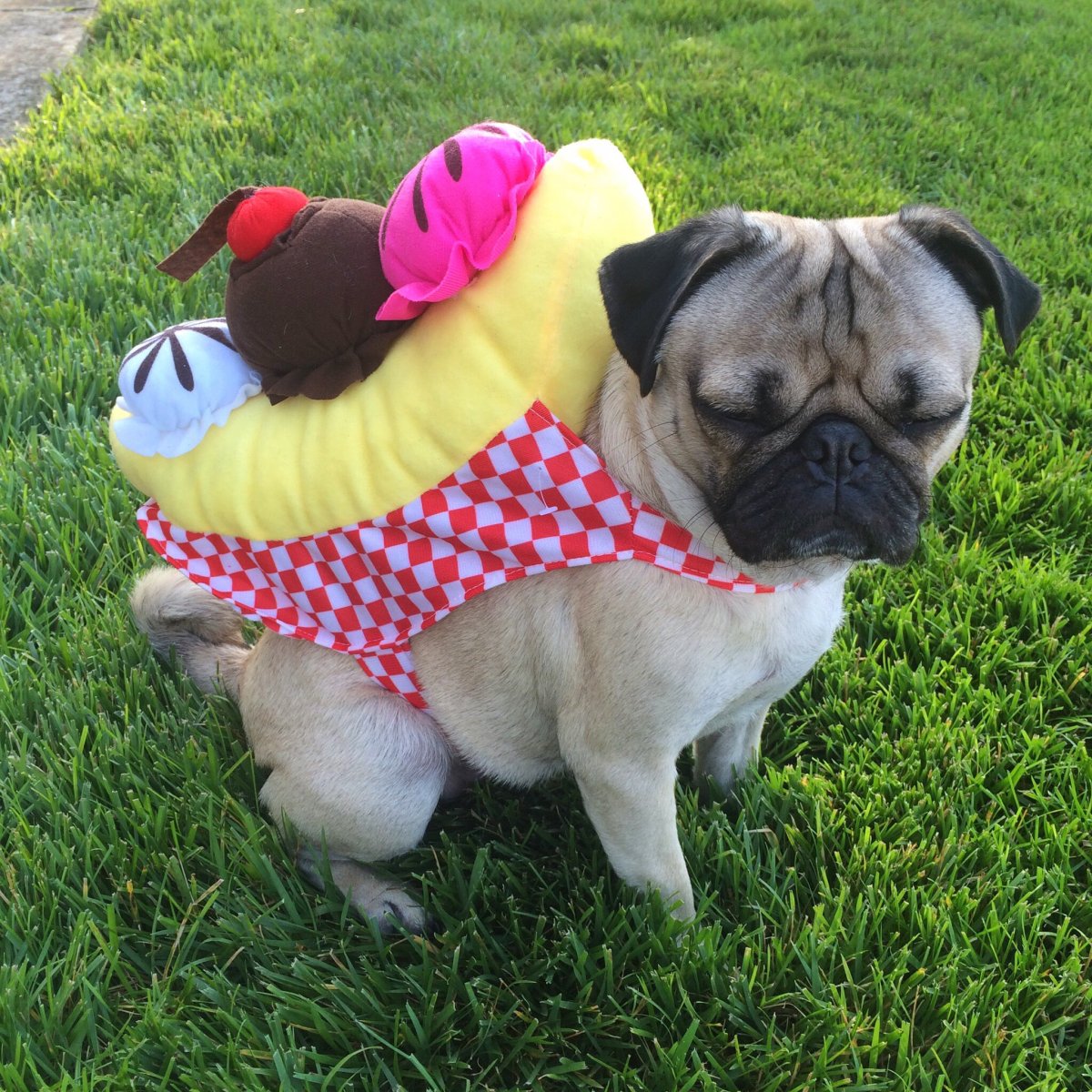 Комбинезон для МОПСА