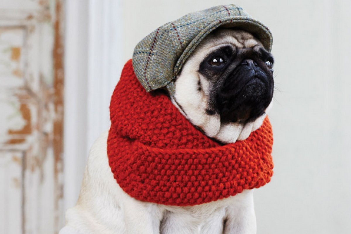 Мопс на руках