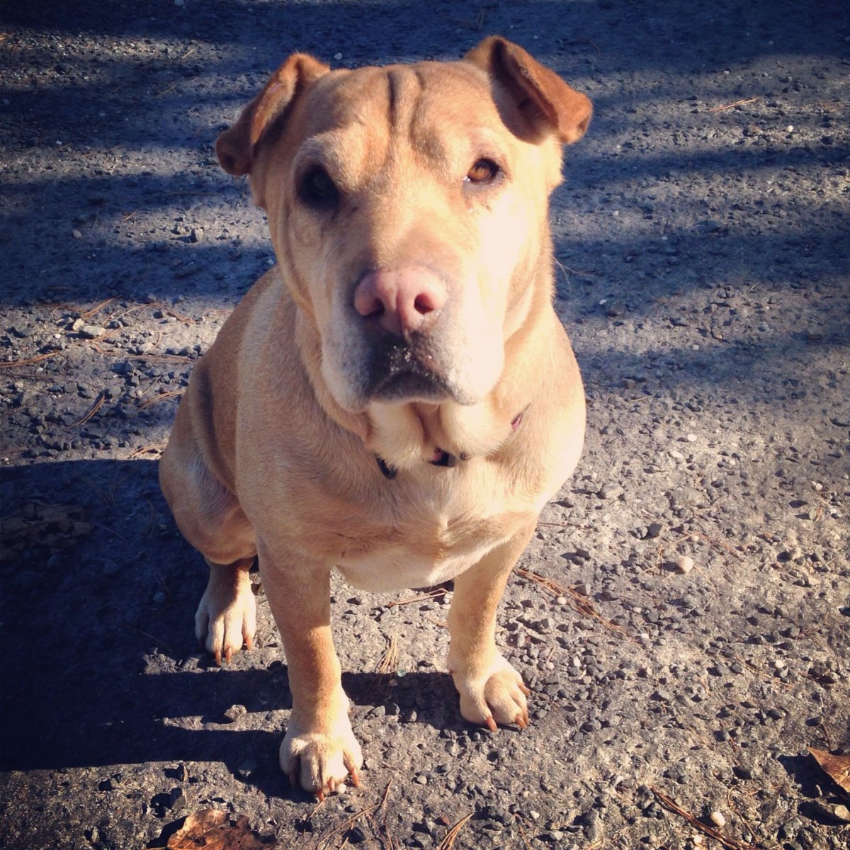 Метис шарпея и питбуля