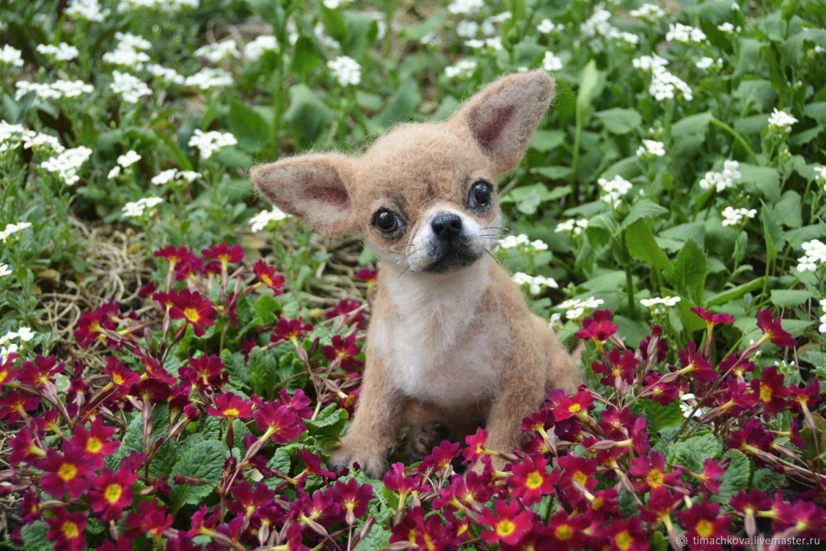 Чихуахуа Мексика