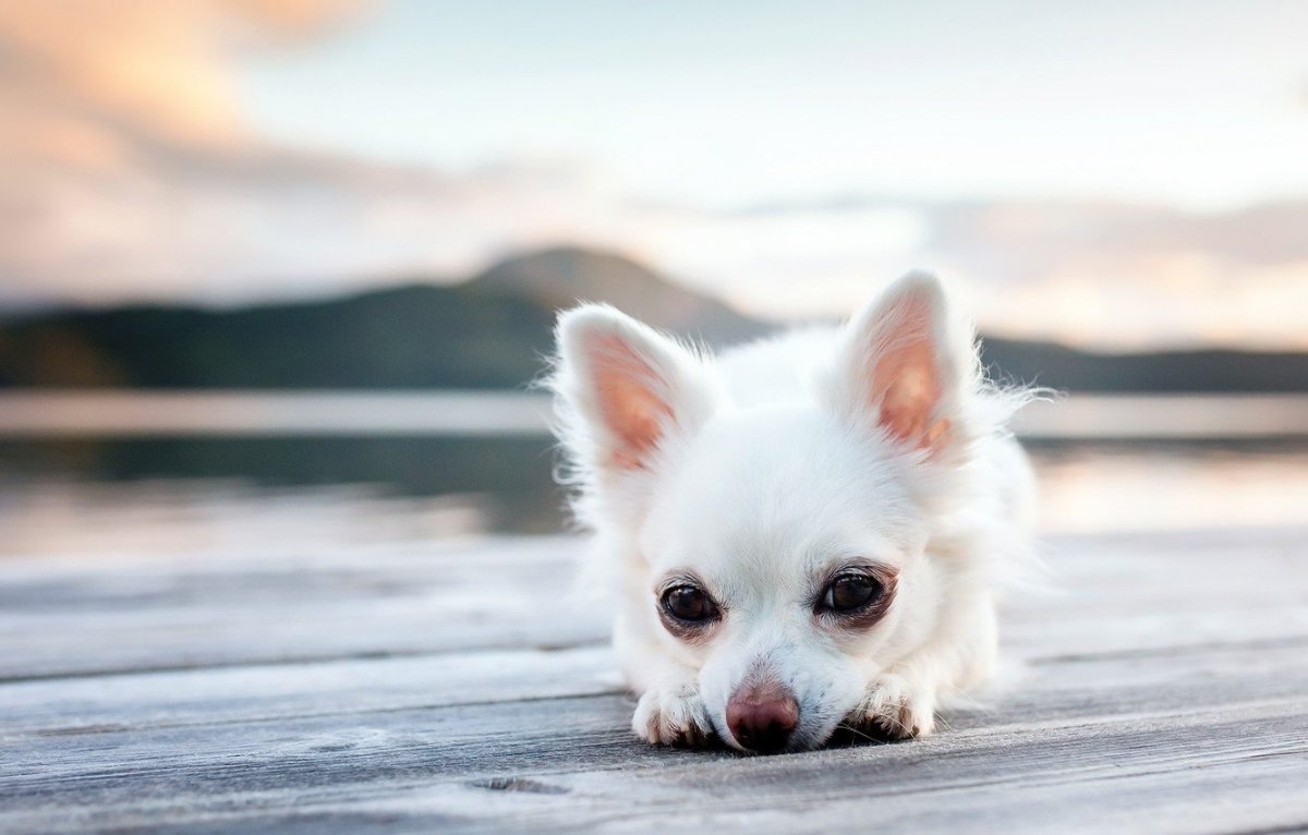 Белый чихуахуа Мексика