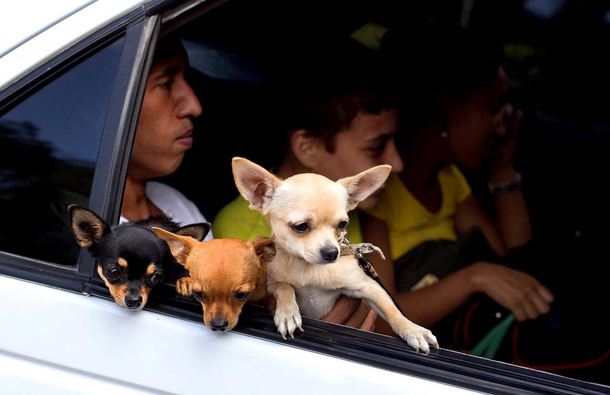 Себек собака чихуахуа