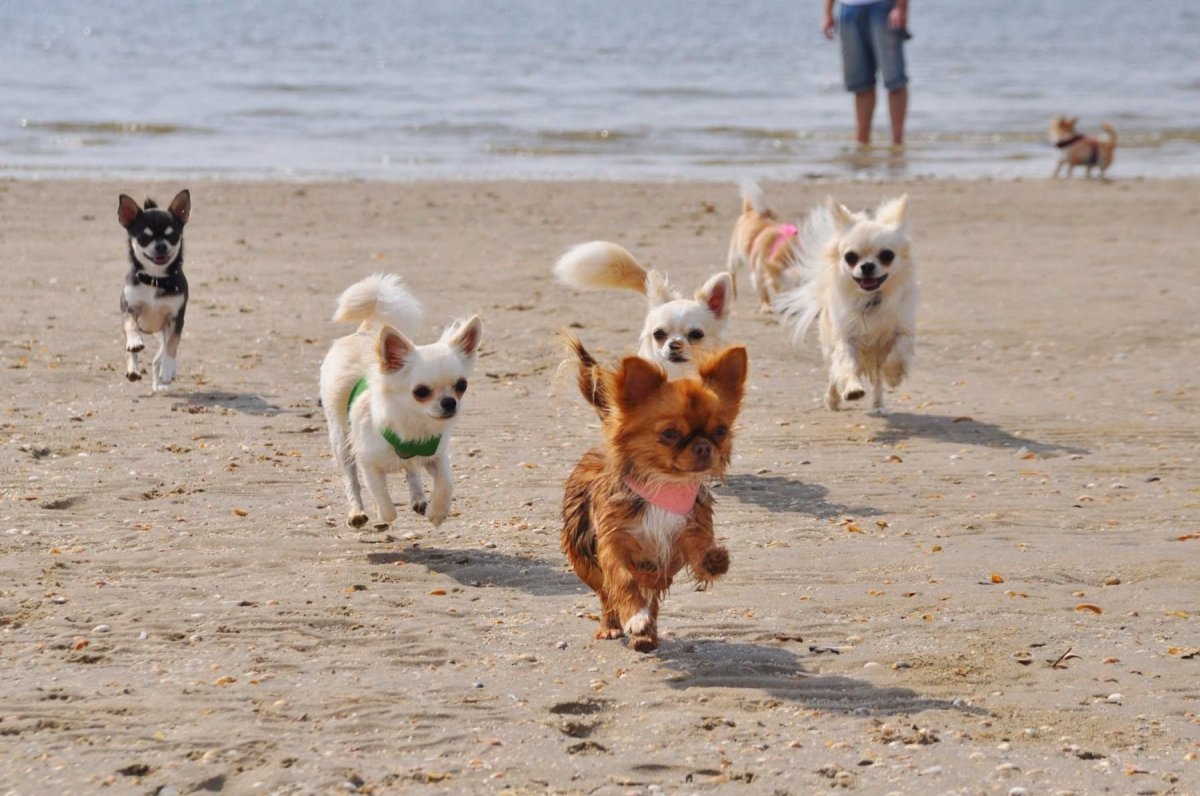 Стая собак чихуахуа