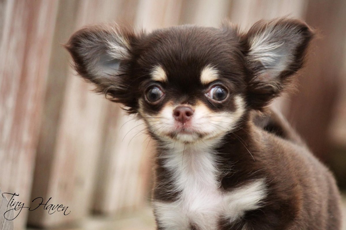 Дикие чихуахуа в Мексике