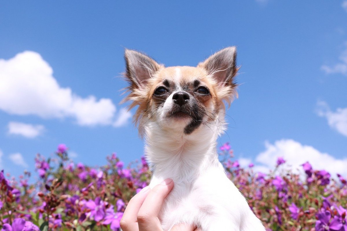 Мексиканские дики чихуахуа стая