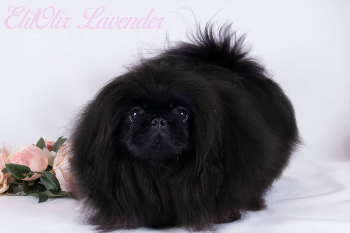 Бойцовский Пекинес