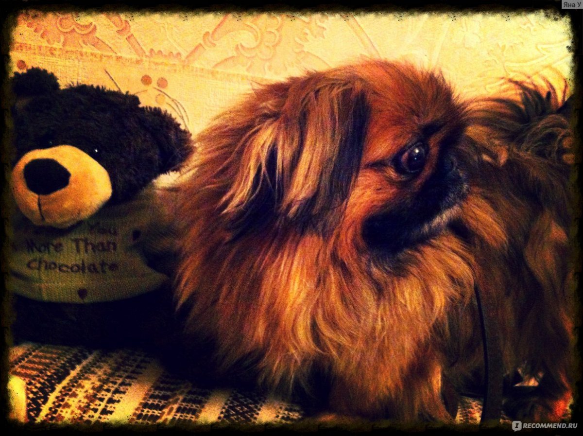 Пекинес серый длиннолапая