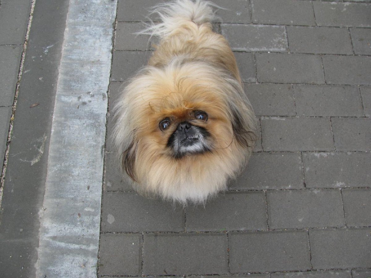 Пекинес черный фото с выставки