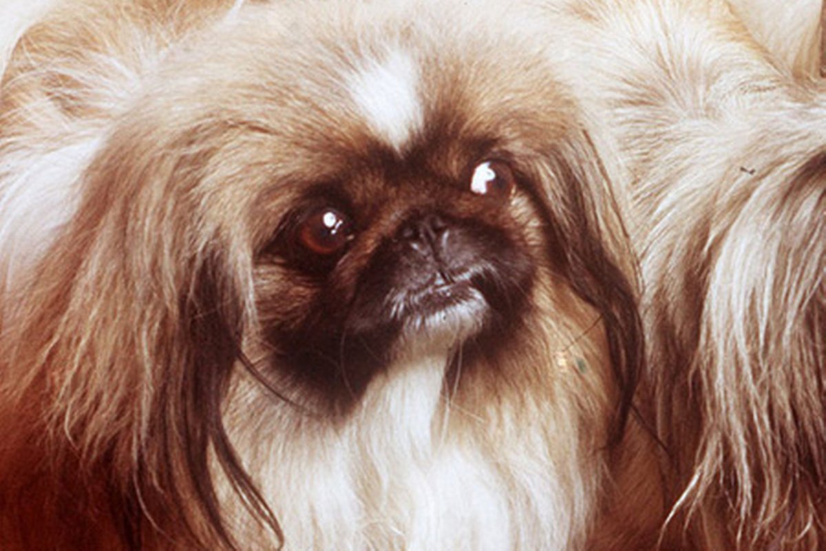 Пекинес злой