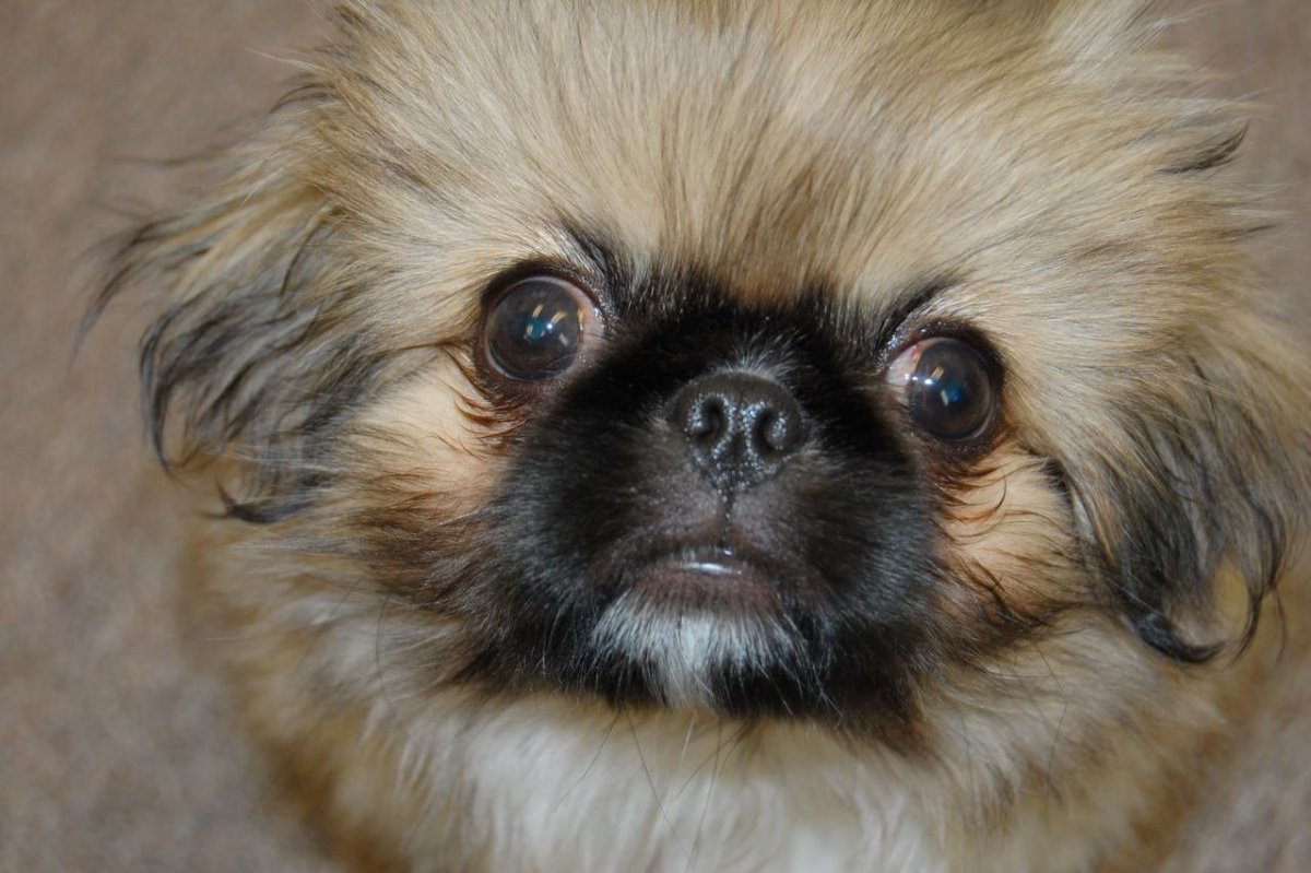 Львиный Пекинес