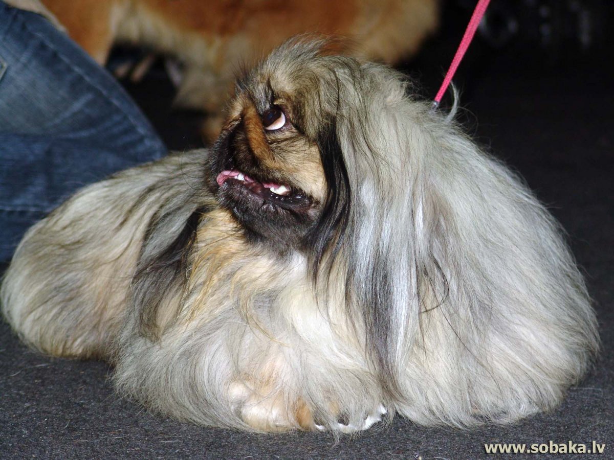 Пекинес персиковый