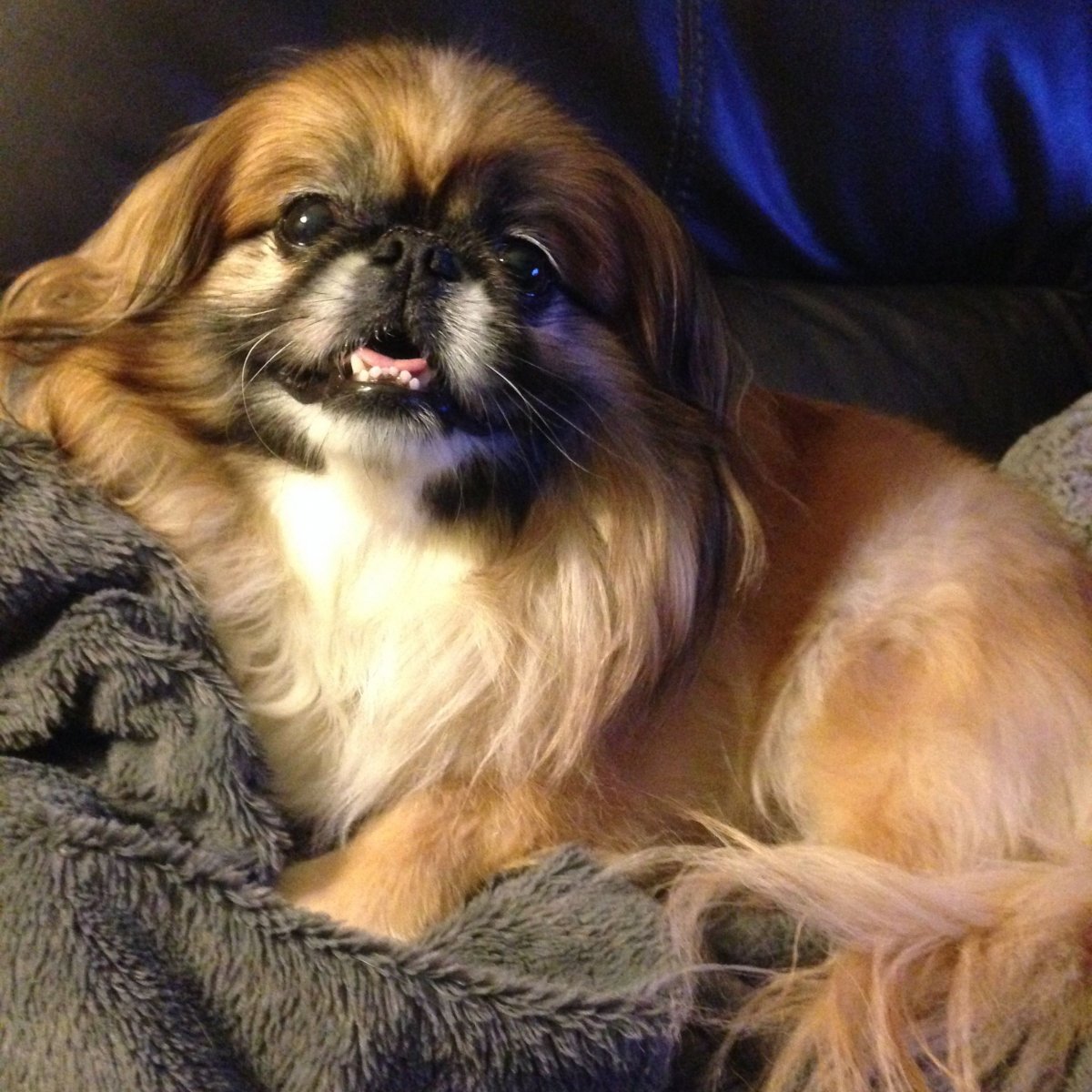 Императорский Пекинес